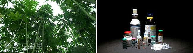 ▲ 사진=KBS TV '생로병사의 비밀' 캡쳐