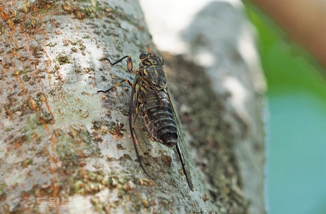 ▲ 매미/사진=연합 DB ▲ 매미/사진=연합 DB