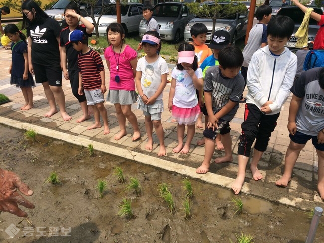 ▲ 감성초 학생들이 모내기 체험을 하고 있다. 세종교육청 제공