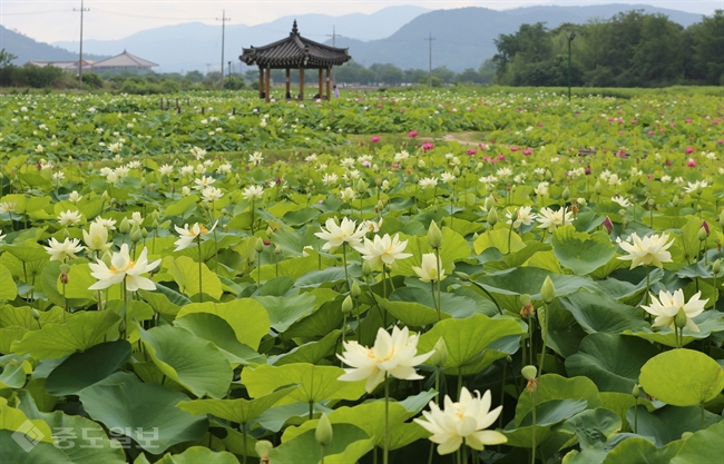 ▲ 동궁과 월지, 첨성대가 모여있는 경주 동부사적지 일대에 연꽃이 활짝 펴 장관을 이루고 있다./연합뉴스