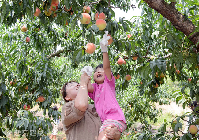 ▲ 孩子在母亲的帮助下正在摘桃子。
<br /> ▲ 孩子在母亲的帮助下正在摘桃子。
<br />