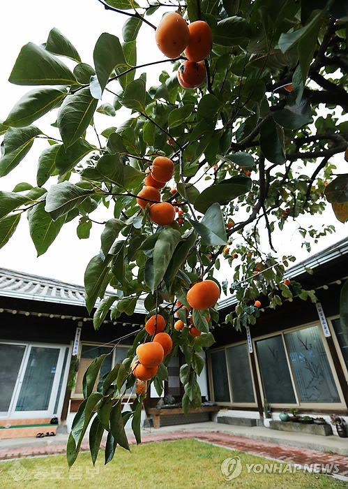 ▲ 古家 앞마당에 주렁주렁 열린 감
<br />(괴산=연합뉴스) 변우열 기자 = 입동(7일)을 사흘 앞둔 4일 충북 괴산군수 관사 앞마당에 감이 주렁주렁 열려 고가(古家)와 어우러진 늦가을의 고즈넉한 시골풍경을 연출하고 있다. 1914년에서 1918년 사이에 지어진 것으로 알려진 이 고가는 광복 이후부터 현재까지 괴산군수 관사로 사용되고 있다. 문화재청이 2004년 12월 등록 문화재 제144호로 지정했다. 2013.11.4 << 괴산군 제공 >>/연합뉴스 ▲ 古家 앞마당에 주렁주렁 열린 감
<br />(괴산=연합뉴스) 변우열 기자 = 입동(7일)을 사흘 앞둔 4일 충북 괴산군수 관사 앞마당에 감이 주렁주렁 열려 고가(古家)와 어우러진 늦가을의 고즈넉한 시골풍경을 연출하고 있다. 1914년에서 1918년 사이에 지어진 것으로 알려진 이 고가는 광복 이후부터 현재까지 괴산군수 관사로 사용되고 있다. 문화재청이 2004년 12월 등록 문화재 제144호로 지정했다. 2013.11.4 << 괴산군 제공 >>/연합뉴스