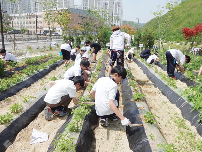 ▲ 음봉중학교의 텃밭가꾸기.
<br />