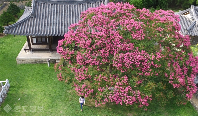 ▲무더운 날씨가 기승을 부린 지난 1일 경남 거창군 위천면 수승대 구연서원 앞마당에 화사하게 핀 배롱나무꽃이 깊어가는 여름의 정취를 물씬 풍긴다. 연합뉴스