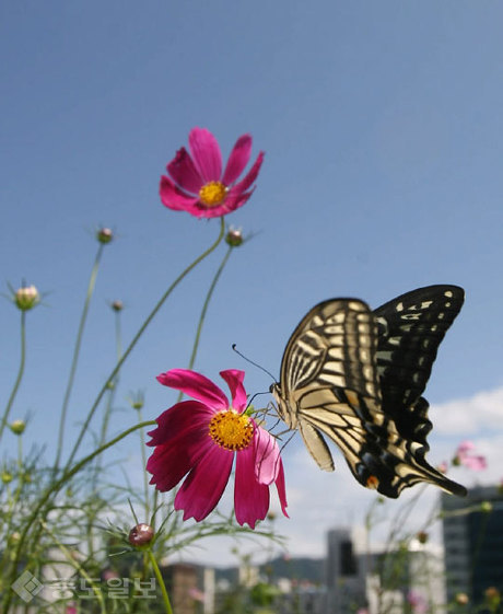 ▲ 코스모스 꽃 위로 날아든 호랑나비 한마리가 푸른 하늘과 어우러져 가을 정취를 느끼게 한다./사진=연합 DB ▲ 코스모스 꽃 위로 날아든 호랑나비 한마리가 푸른 하늘과 어우러져 가을 정취를 느끼게 한다./사진=연합 DB