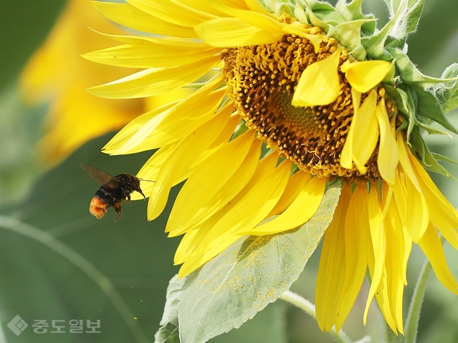 ▲23일 오후 경기도 수원시 광교호수공원 해바라기밭에서 호박벌 한 마리가 바쁘게 꿀을 따고 있다. 연합뉴스