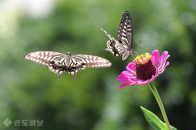 ▲폭염이 물러가고 전국적으로 시원한 초가을 날씨를 보인 26일 경기도 연천군에서 나비들이 꽃에서 꿀을 먹고 있다. 연합뉴스 