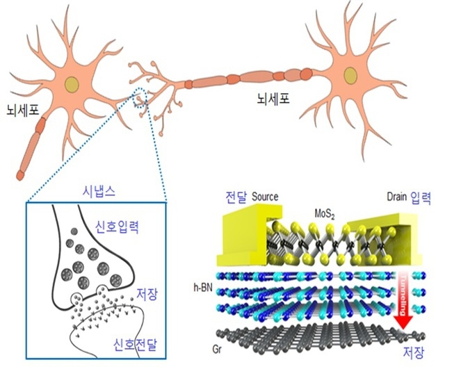 ▲ 인간의 뇌 속에서 정보를 전달하고 기억을 저장하는 시냅스(좌측)와 연구진이 개발한 2전극 메모리 소자.