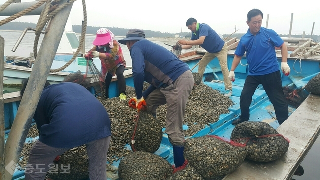 ▲ 쇠락하던 어촌 마을인 남 태안군 남면 신온3리 ‘곰섬’이 공동체를 회복하며 ‘금(金)섬’으로의 화려한 옛 명성을 되찾고 있다. 사진은 공동체의 바지락 채취모습.