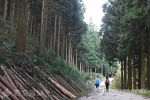 ▲ 전남 장성 편백나무숲(연합뉴스 자료사진). 사진은 기사 내 특정 사실과 관계없음.