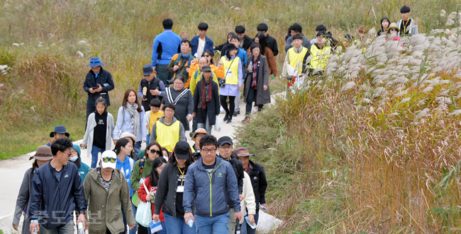 ▲ 문화역사 탐방 참가자들이 금강변의 활짝 핀 억새밭 길을 지나고 있다. 박갑순 기자