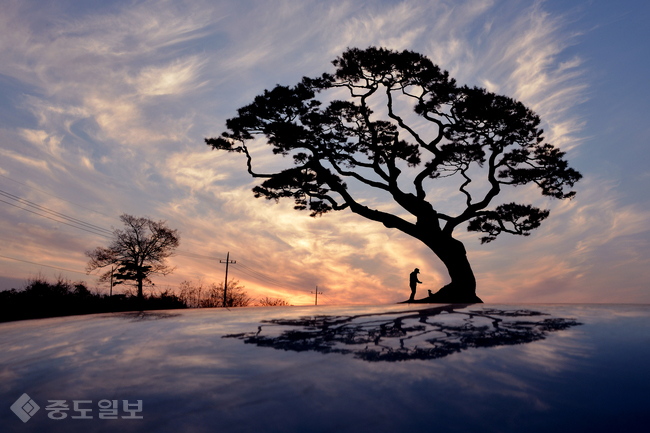 ▲ 충남도는 24일 충남 명소·명장면 50선 공모심사위원회를 열고 이병승씨 작 `궁리 소나무'를 최우수작으로 선정했다.