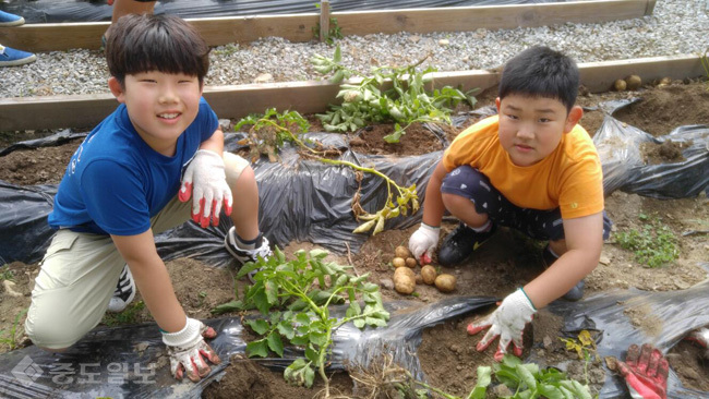 ▲ 학생들이 텃밭 나눔활동을 하고 있다.