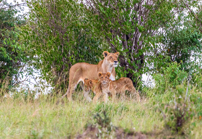 ▲ 게티 이미지 뱅크