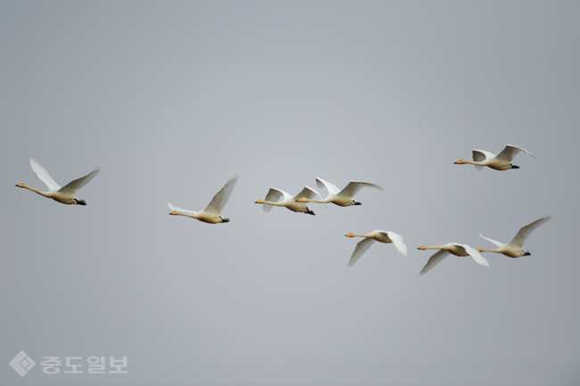 ▲ 서천군 조류생태전시관 제공