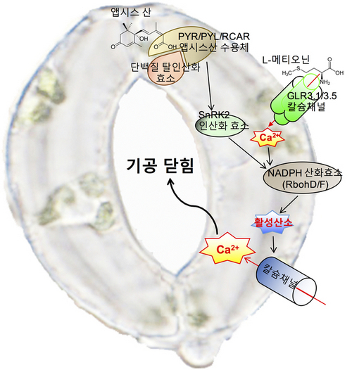 ▲ GLR3.1,GLR3.5 칼슘채널이 세포 내 칼슘 및 식물발달에 미치는 영향.