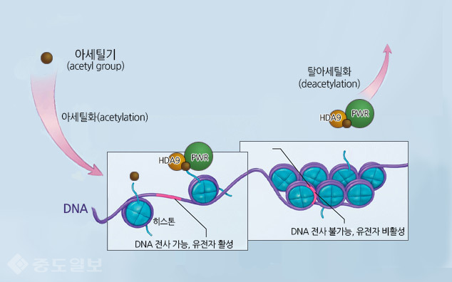 ▲ 히스톤 아세틸화, 탈아세틸화 개념도