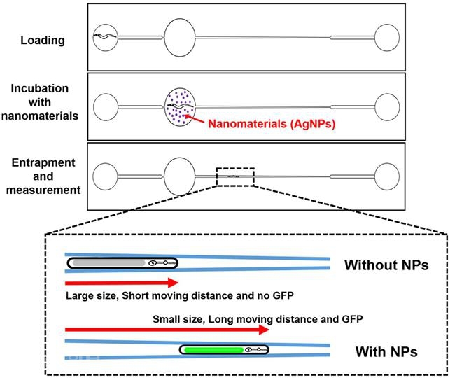 ▲ 은 나노입자가 예쁜꼬마선충에 들어가면 성장이 저해돼 몸체 길이와 두께가 줄고 이렇게 작아진 몸통 덕분에 폭이 좁아지는 채널에서 더 먼 거리를 이동할 수 있다. [명지대 제공]