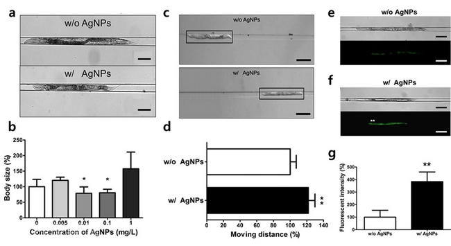 ▲ 은 나노입자에 노출된 예쁜꼬마선충은 성장이 저해되고(a·b), 몸이 작아져 정상적인 대조군보다 더 좁은 부분까지 이동한다(c·d). 은 나노입자가 체내 유입됐을 때 특이적으로 발현하는 유전자(mtl-2)에 형광표지를 한 결과 나노입자가 없는 대조군보다 녹색이 더 밝고 선명하게 나타났다(e·f·g). [명지대 제공]