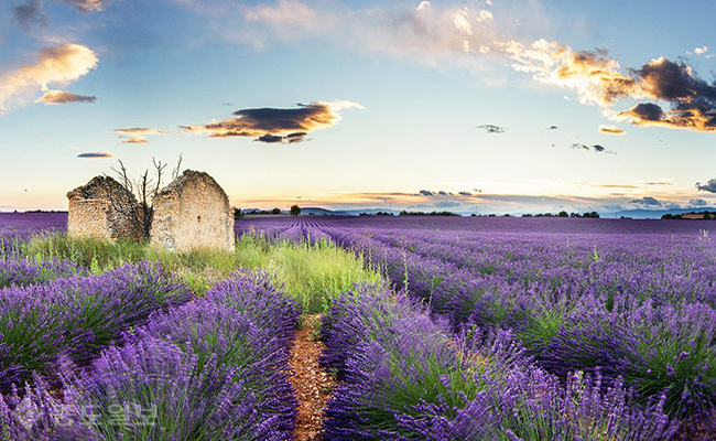 ▲프랑스 그라스.