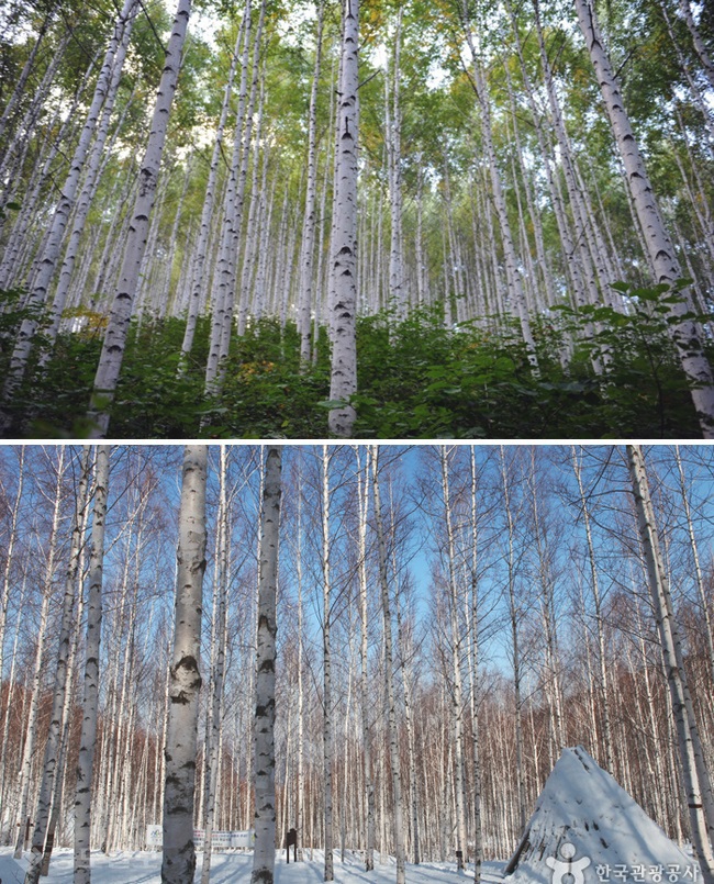 ▲출처=한국관광공사.