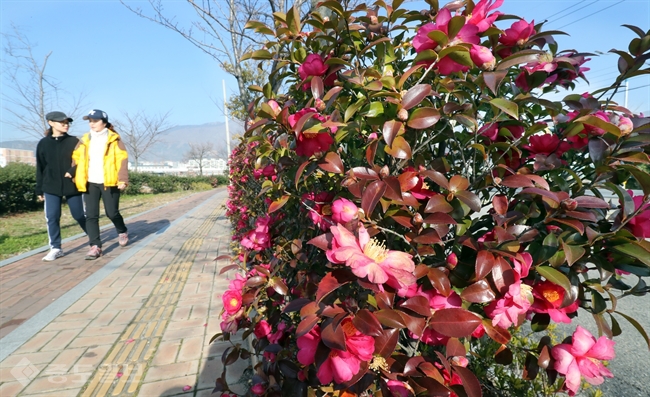 ▲경남 창원시 진해구 소죽도 입구에 활짝 핀 동백꽃 길을 따라 시민들이  가벼운 옷차림으로 지난 3일 산책을 즐기고 있다./연합DB