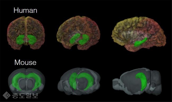 ▲ (위)인간의 뇌, (아래)쥐의 뇌.