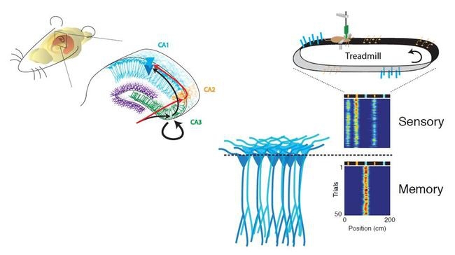▲ (좌) 해마의 신경회로, (우) 2가지 종류의 해마 장소세포들이 발화하는 양상.