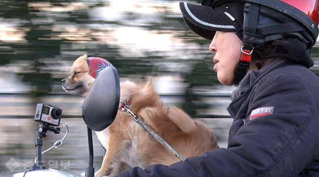 ▲ 라이더 犬 주연이/사진=세상에 이런일이 예고 캡쳐