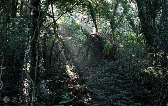 ▲출처=환상숲 곶자왈 공식 홈페이지 제공.