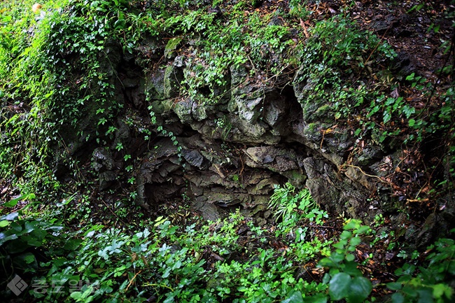 ▲출처=까만콩과 함께하는 농어촌여행 블로그./환상숲 곶자왈 지질층.