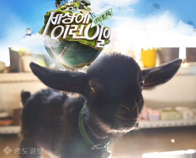 ▲ 세상에 이런일이 예고 캡쳐 ▲ 세상에 이런일이 예고 캡쳐