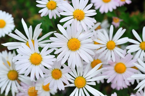 ▲ 구절초 ▲ 구절초