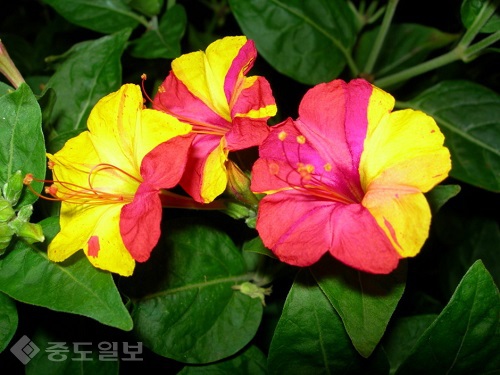 ▲ 분꽃 ▲ 분꽃