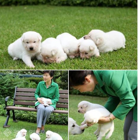 ▲ 박근혜 대통령이 청와대 관저에서 키우는 진돗개 새끼 5마리의 이름을 공개하며 함께 첨부한 사진. 박 대통령은 이같은 사실을 2015년 9월20일 자신의 페이스북 계정에 알렸다. 이 강아지들은 취임 당시 박 대통령이 살던 삼성동 주민들로부터 선물받은 진돗개 ‘희망이’와 ‘새롬이’의 새끼들로 각각 ‘평화’, ‘통일’, ‘금강’, ‘한라’, ‘백두’란 이름이 붙여졌다.