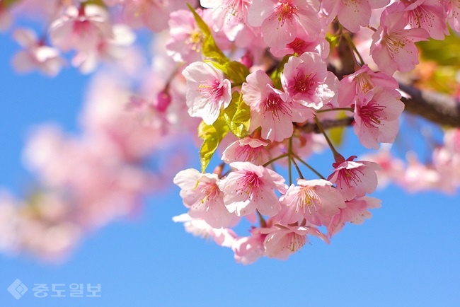 ▲출처=시앙라이 블로그