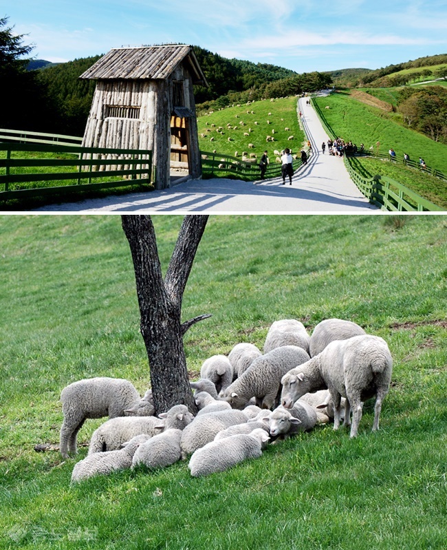 ▲ 출처=대관령 양떼목장 홈페이지 제공.