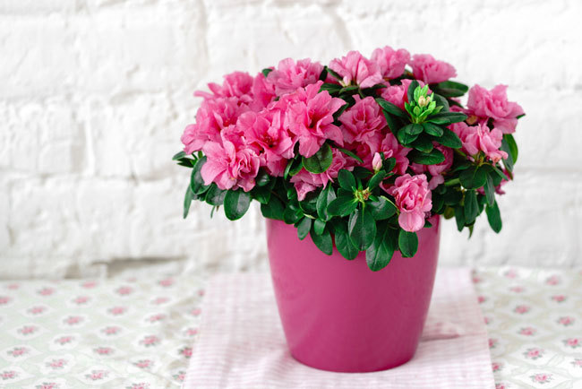 ▲ 사진=게티이미지뱅크