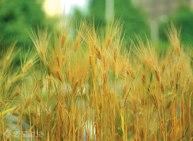 ▲ 게티 이미지 뱅크