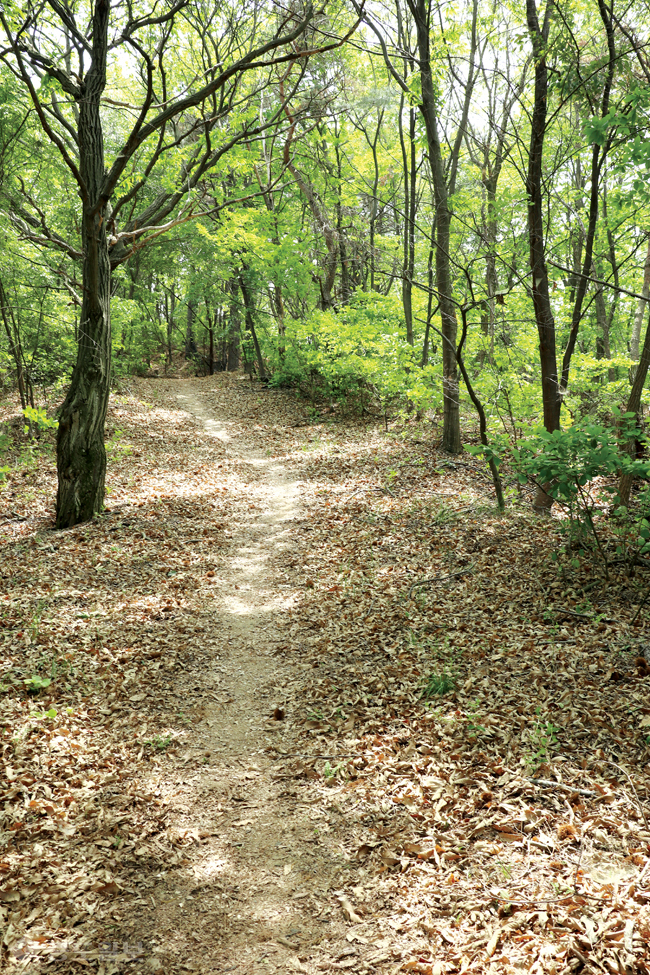 ▲ 논산 솔바람 산책로 모습