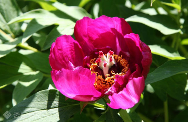 ▲ 사진-한국민족문화대백과
<br /> ▲ 사진-한국민족문화대백과
<br />