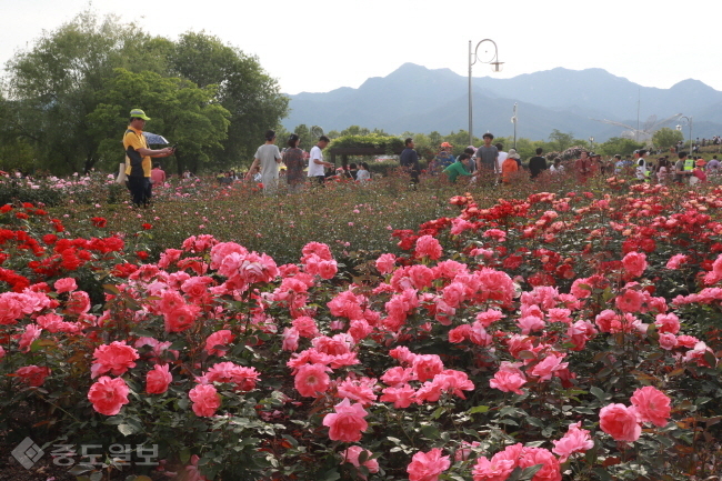 ▲ 곡성군이 지난 19일부터 시작된 1004 장미공원의 화려한 장미를 보기위한 관광객들로 발 디딜 틈이 없이 붐볐다./곡성군 제공 <br />