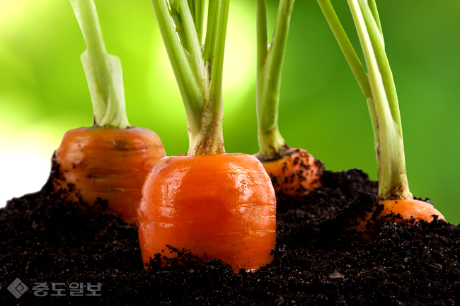 ▲ 사진=게티이미지뱅크 ▲ 사진=게티이미지뱅크