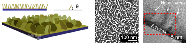 ▲ 나노꽃이 수직으로 성장한 이차원 이황화몰리브덴(MoS₂ nanoflower)