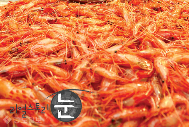 ▲ 독도새우/사진=연합