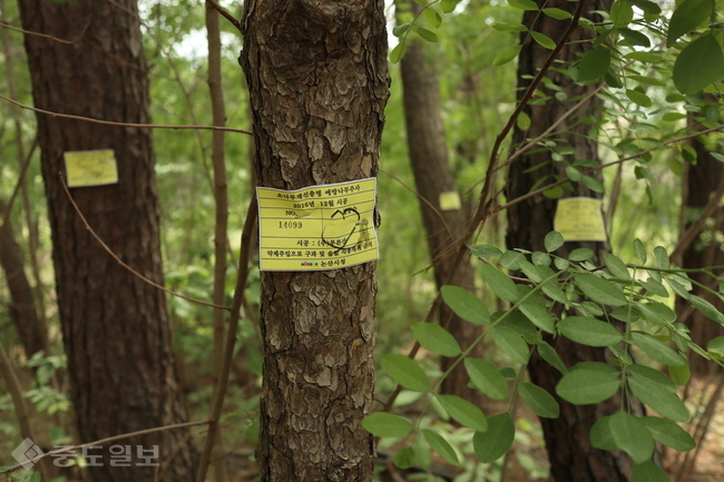 ▲ 계백장군묘역의 소나무. 재선충병 예방주사를 실시했다는 표시이 붙어있다. 사진=임병안 기자