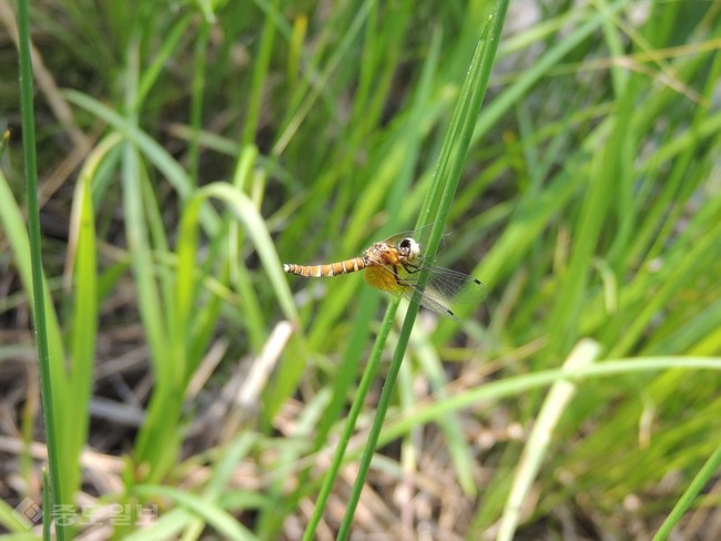 ▲ 꼬마잠자리(암컷)<사진=낙동강환경청>