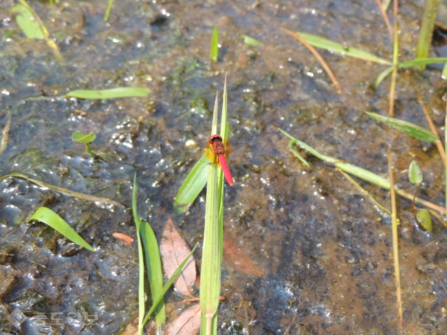 ▲ 꼬마잠자리(수컷)