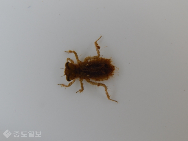 ▲ 꼬마잠자리 유충