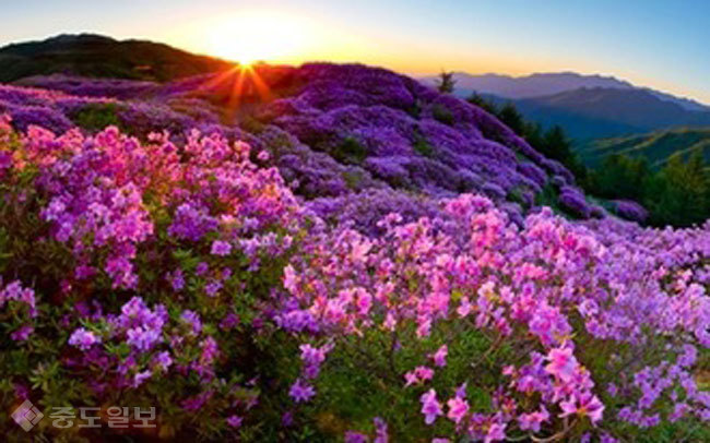 ▲출처=티스토리 블로그 '대한민국 축제'